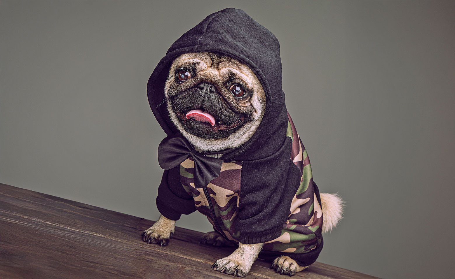 Meet Pangpang the Pug!