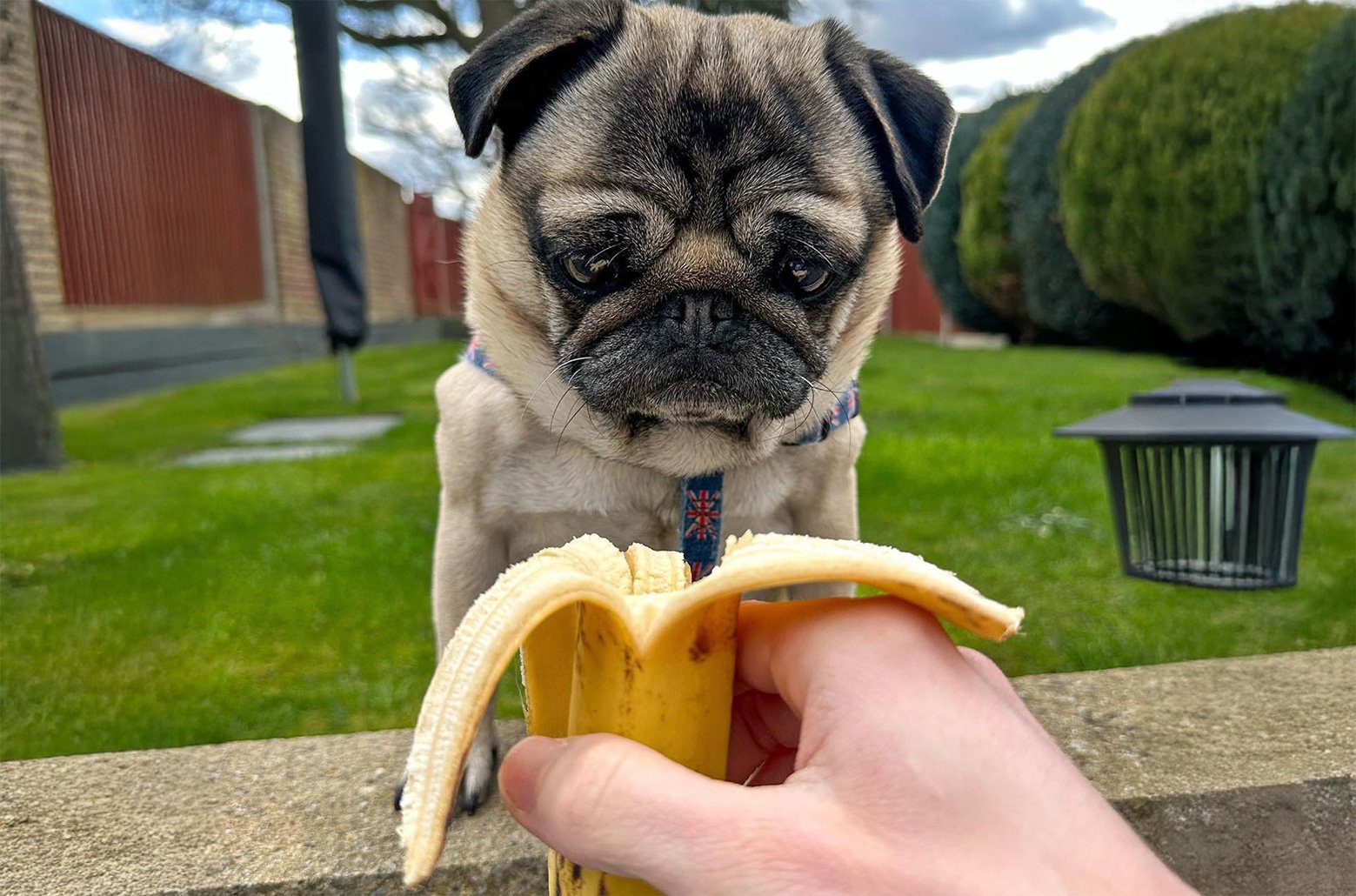 Pangpang the Pug’s Top 5 Healthy Treats