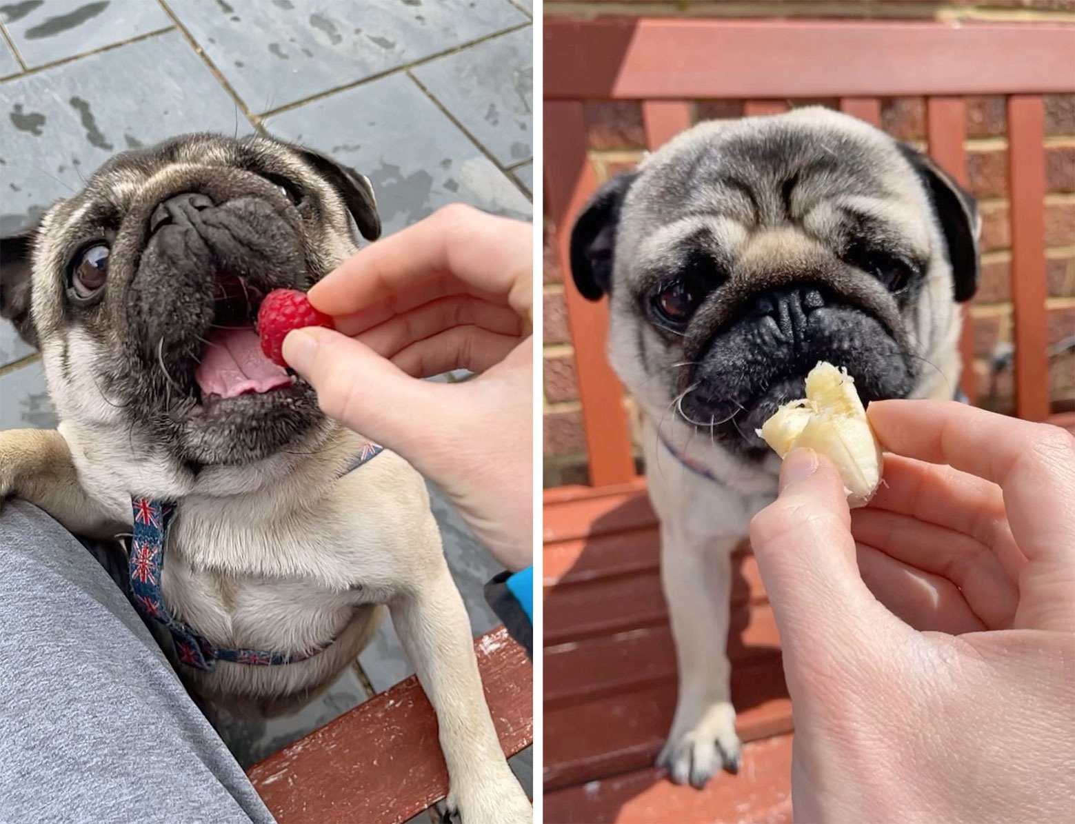 Pangpang the Pug’s Top 5 Healthy Treats