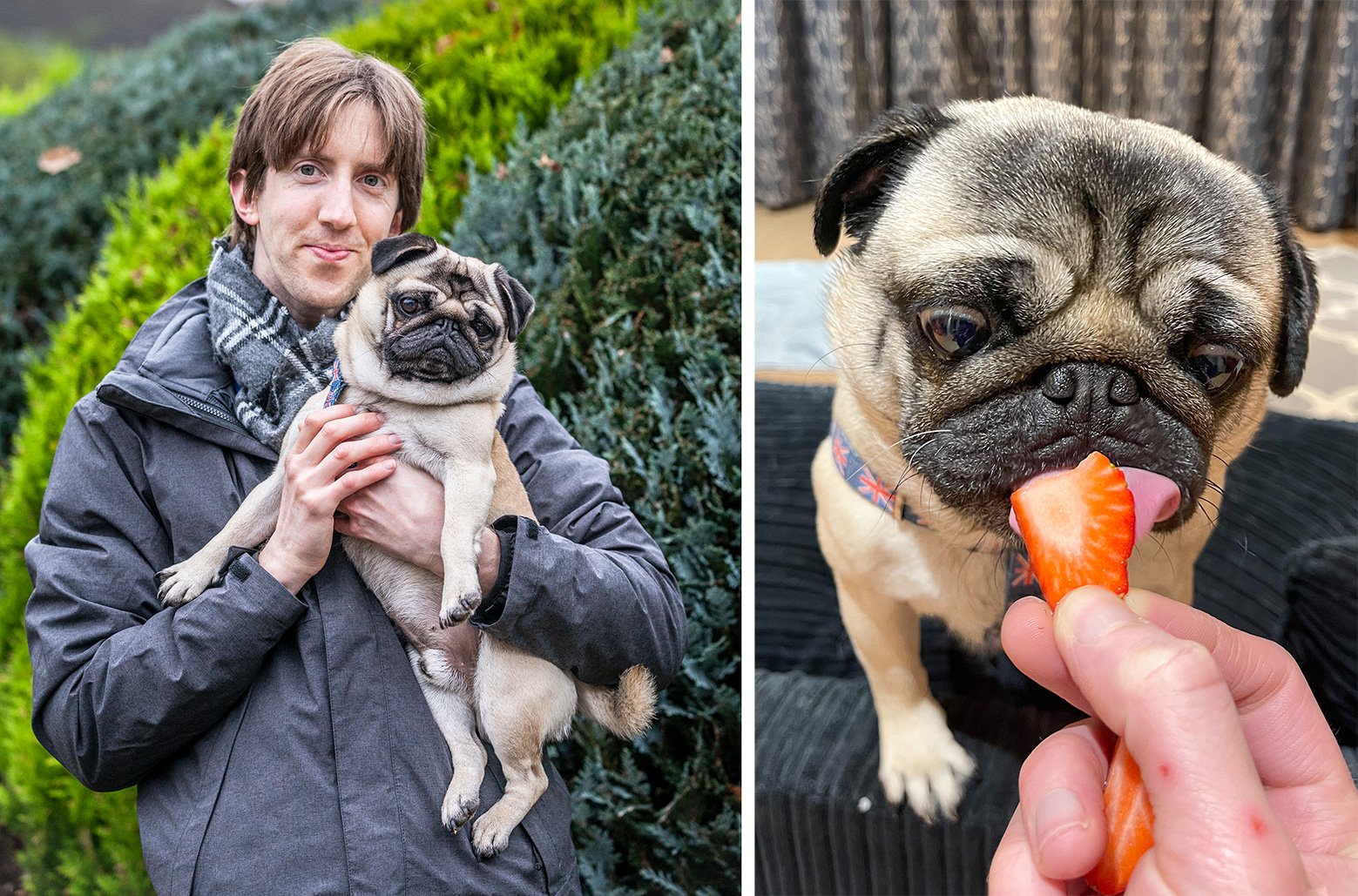 Pangpang the Pug’s Top 5 Healthy Treats