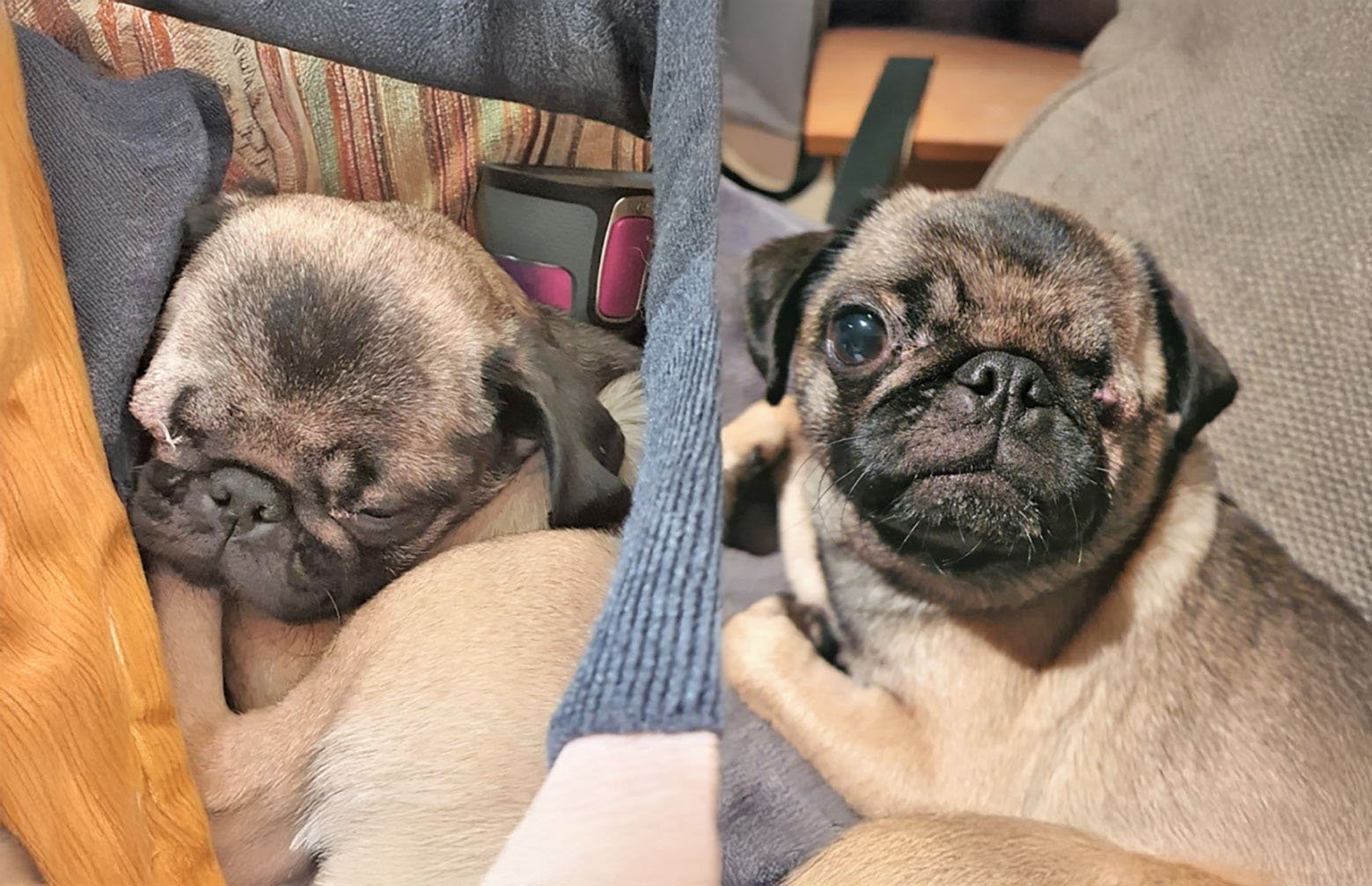 Tiny Peppa Update