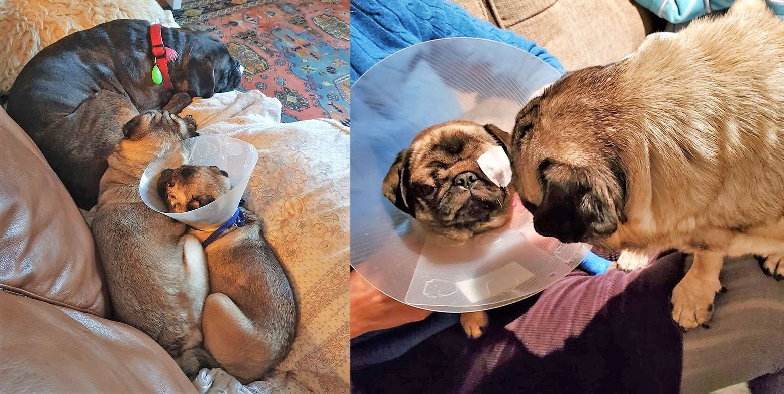 Tiny Peppa Update