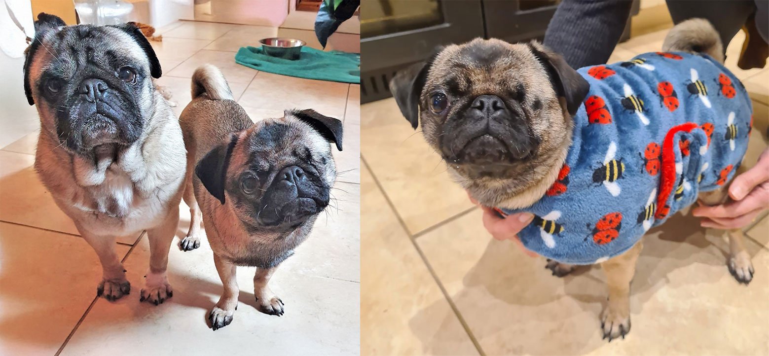 Peppa’s Progress