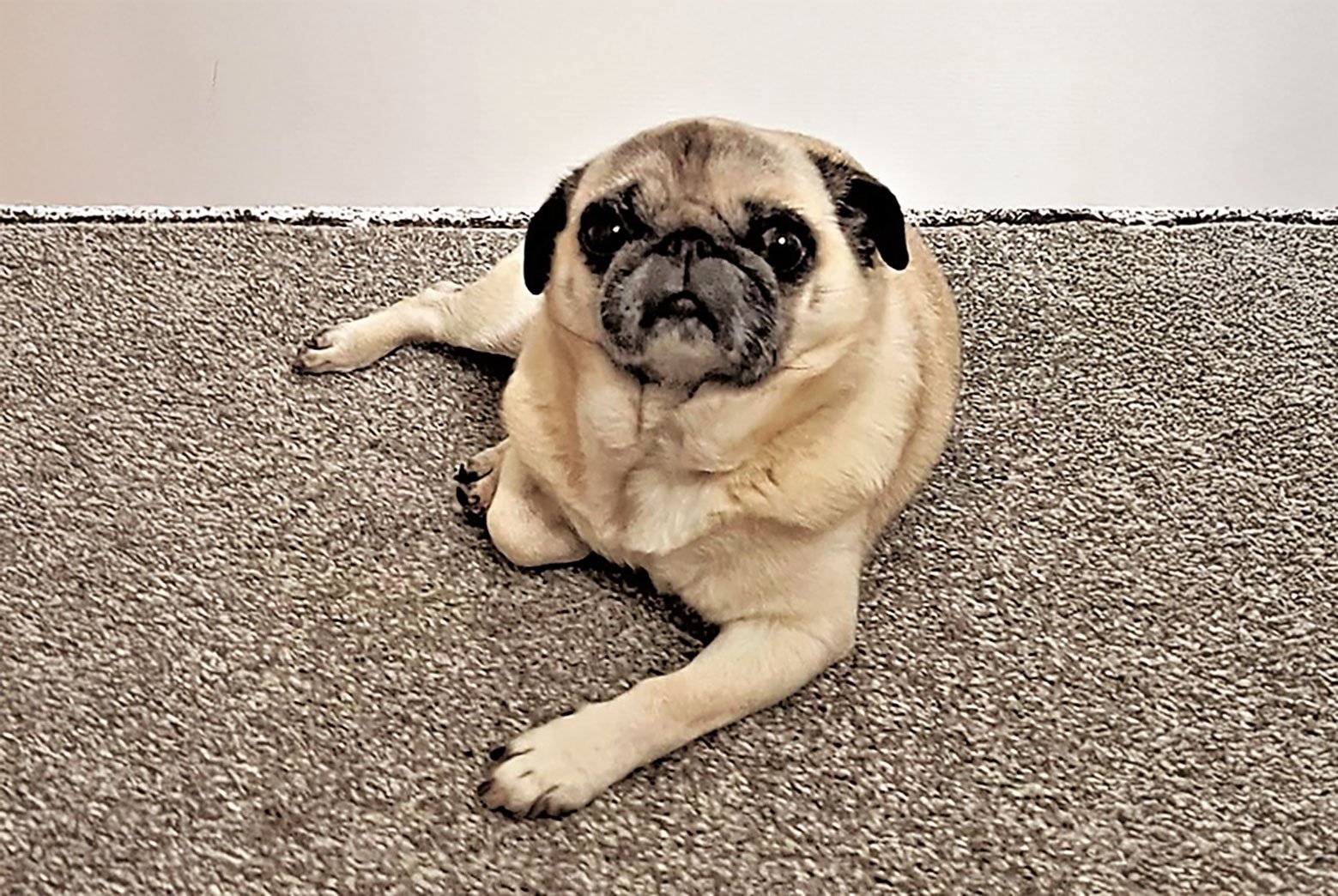 Peppa – So Loved & Missed