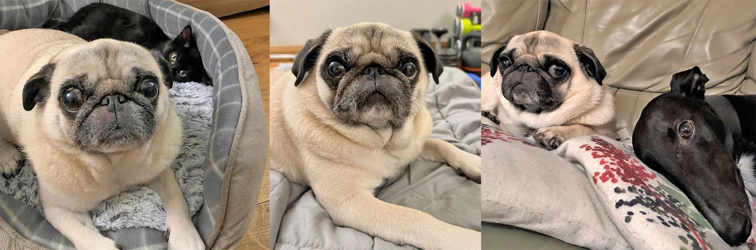 Peppa – So Loved & Missed