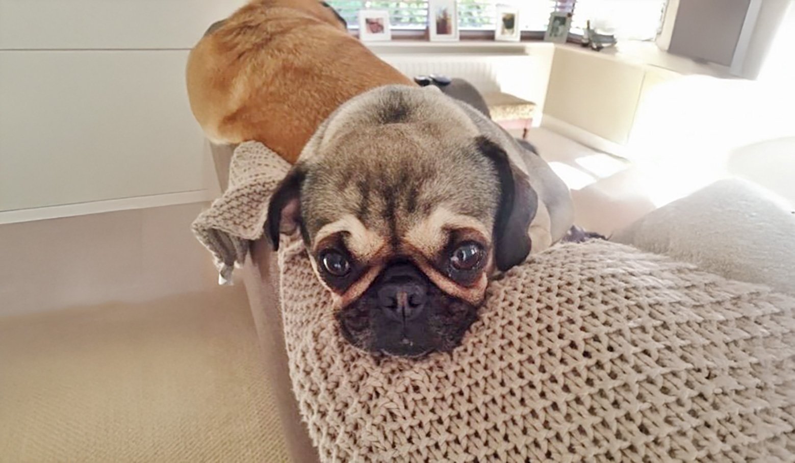 Poppy's New Home