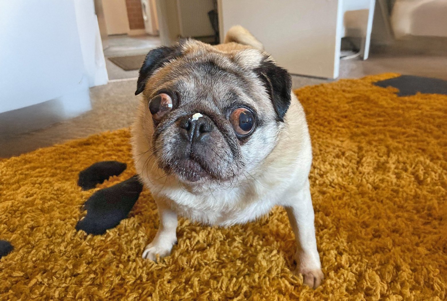Princess Poppy