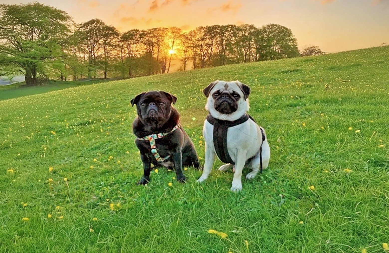 Pugsley & Bruno enjoy their new found friendship