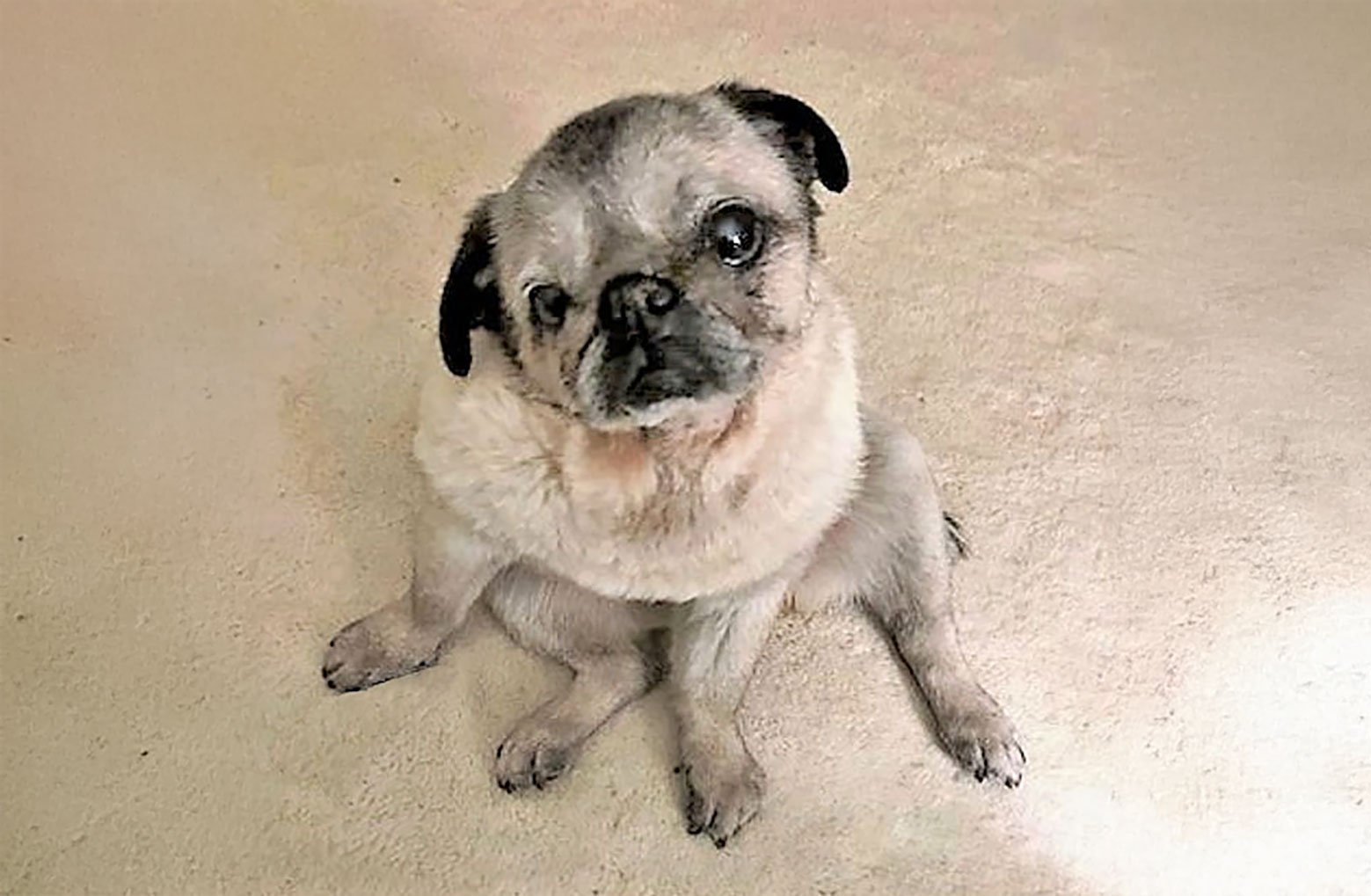 In Memory of Rosie