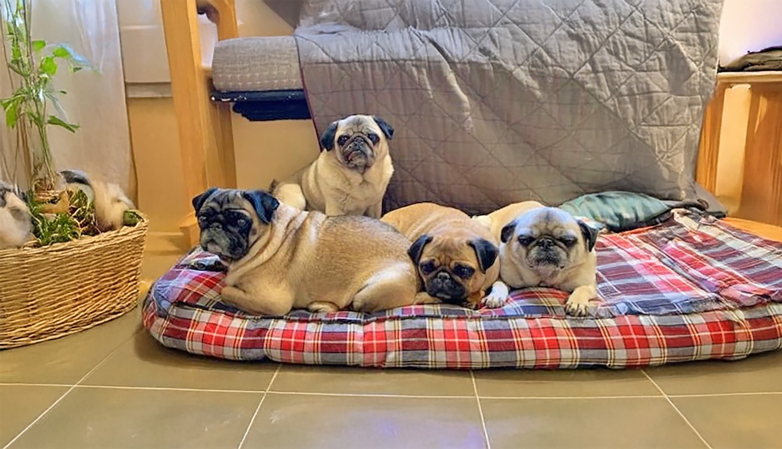 Ronnie and Freddie's New Home