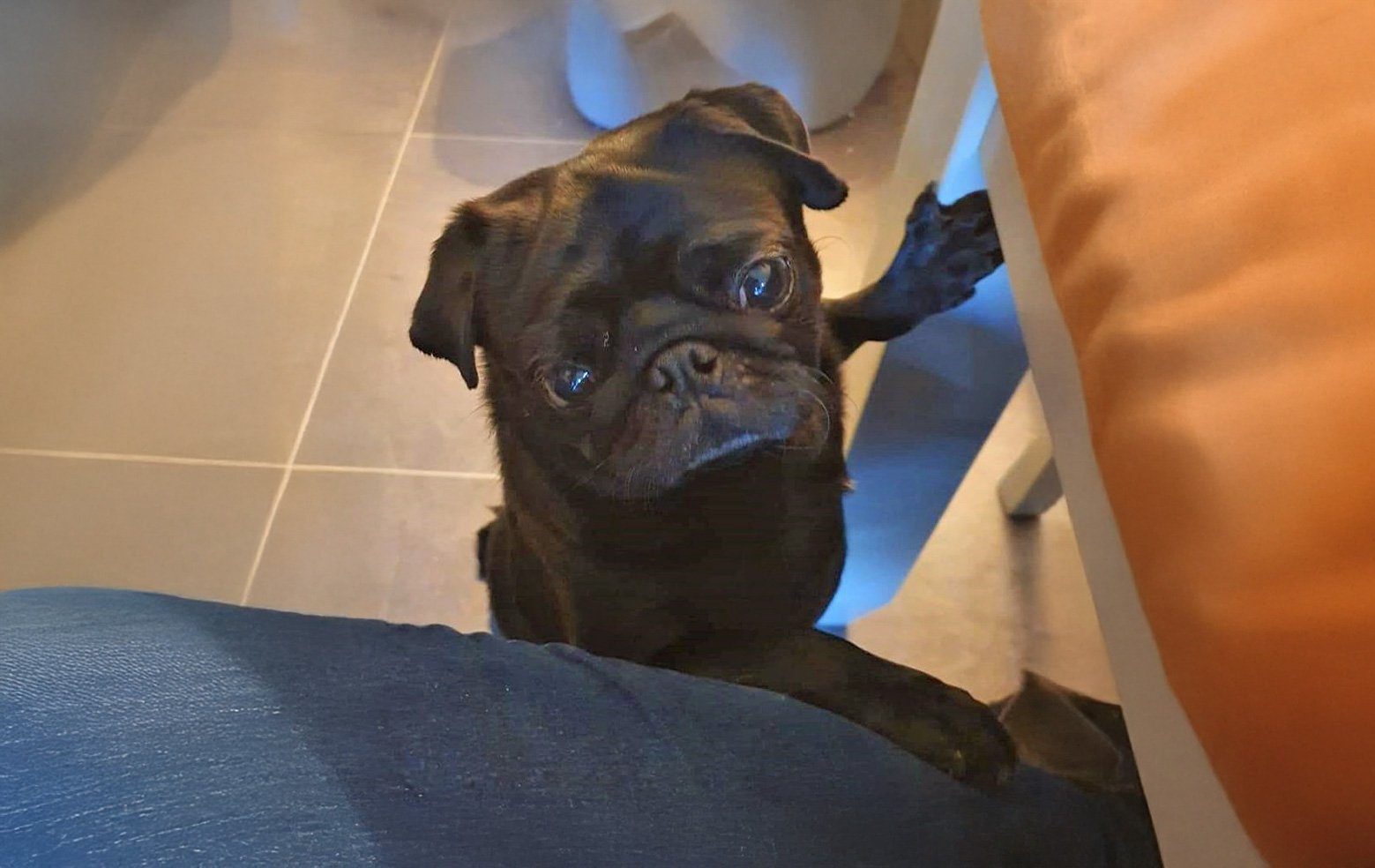 Sirius At Last Finds His Forever Home