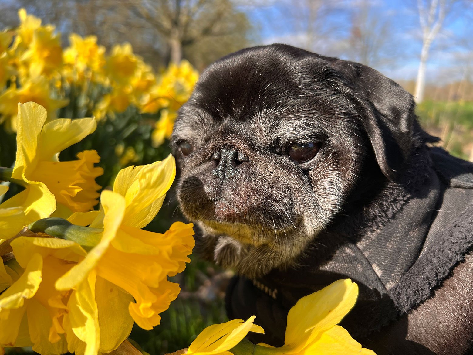 Sniffing on walks