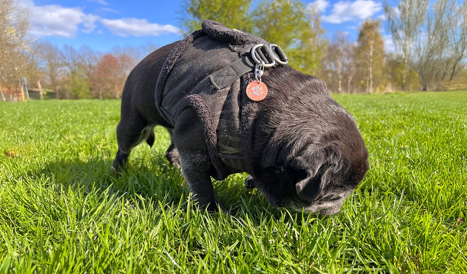 Sniffing on walks