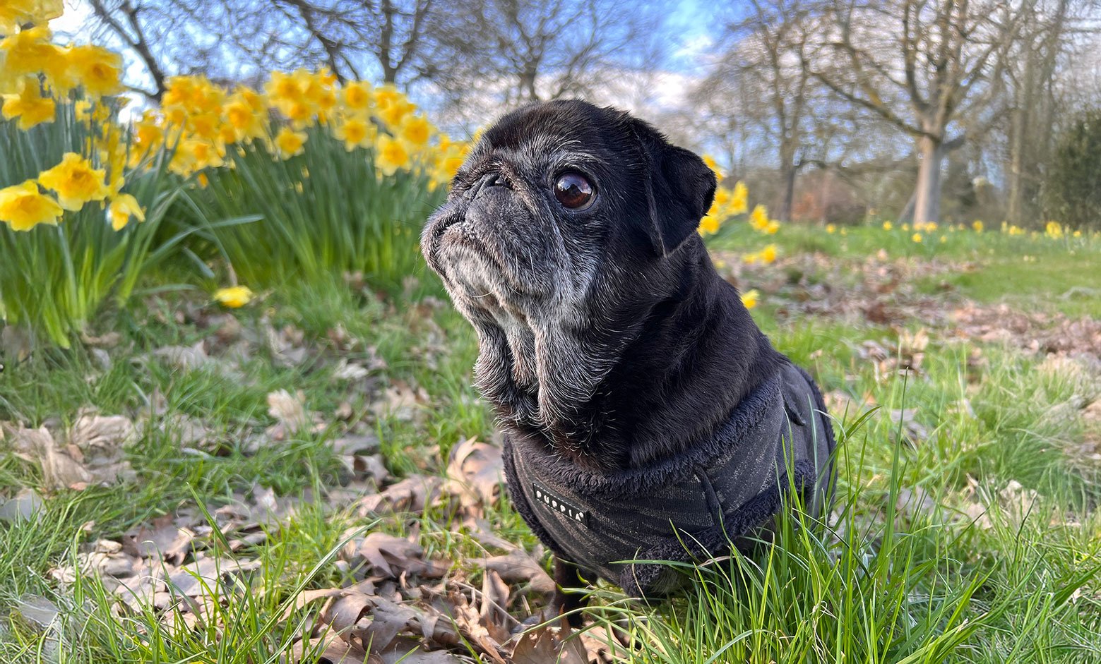 Sniffing on walks