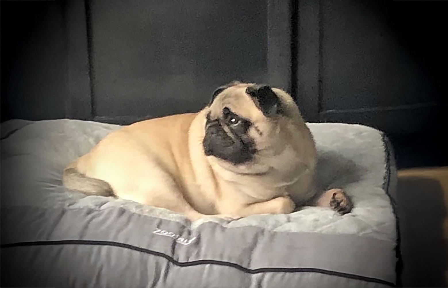 In Memory of Tallulah