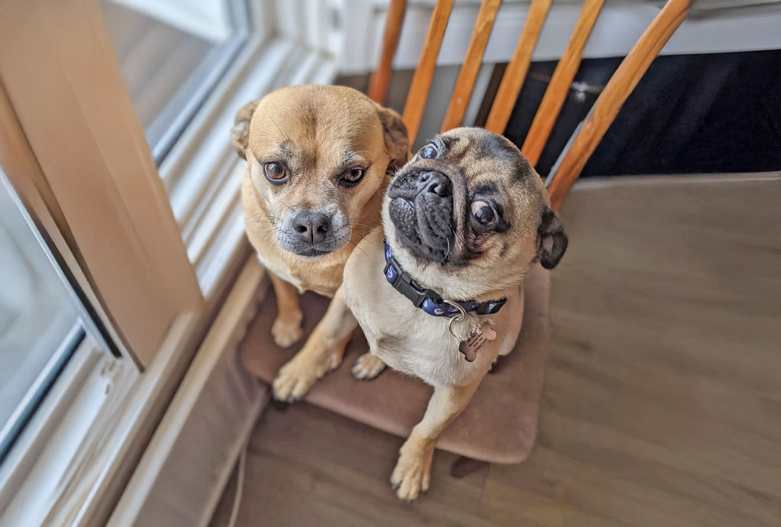 Teddy meets Molly!