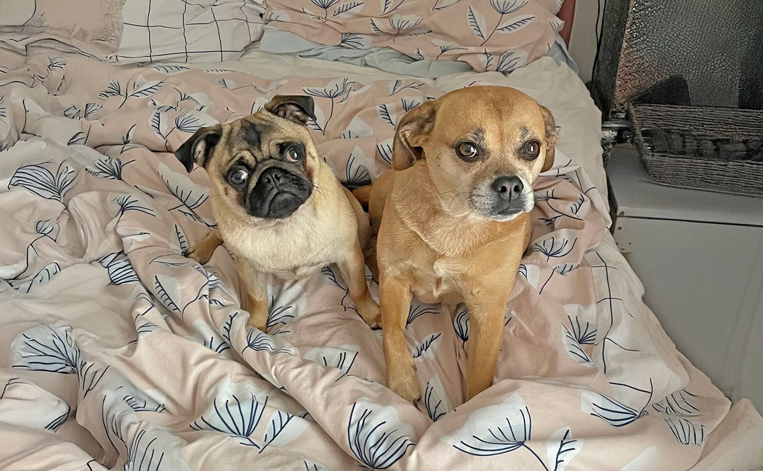 Teddy meets Molly!