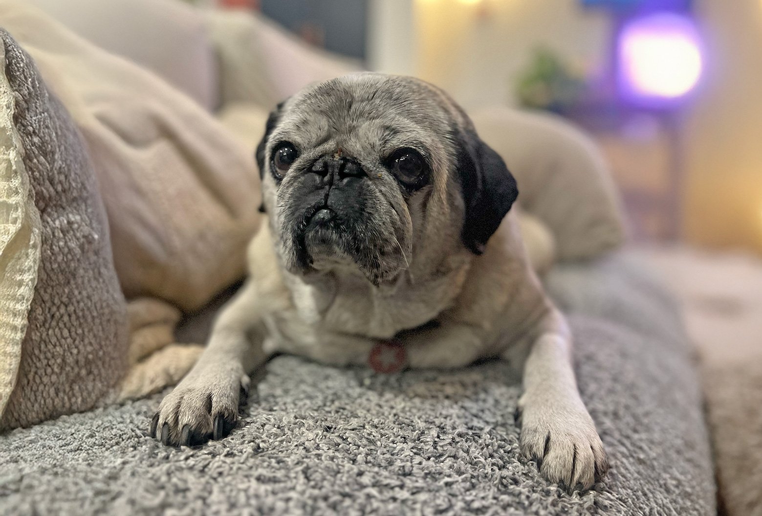 Ted contemplating the world