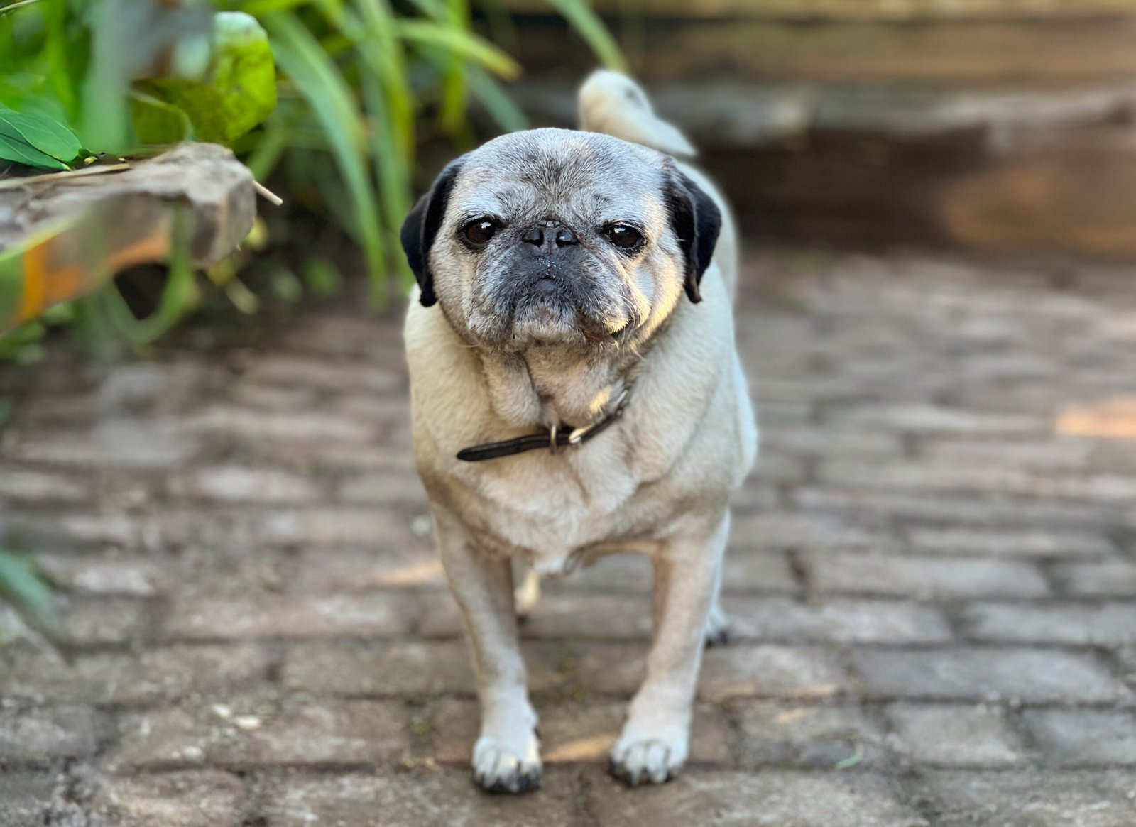Ted enjoying life in the garden