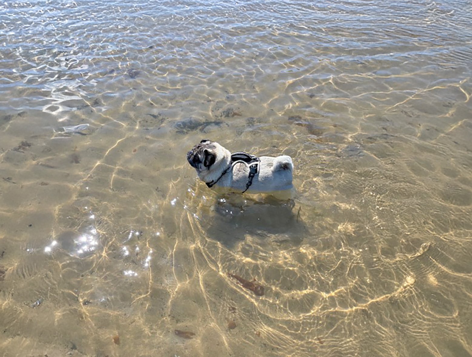 Teddy in the sea