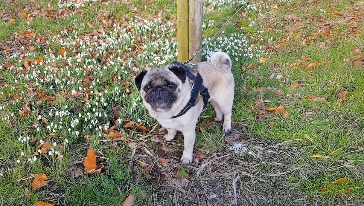 The Lovable Theo