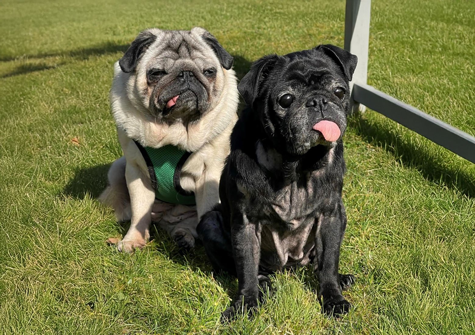 Tia, our wonderful blind pug