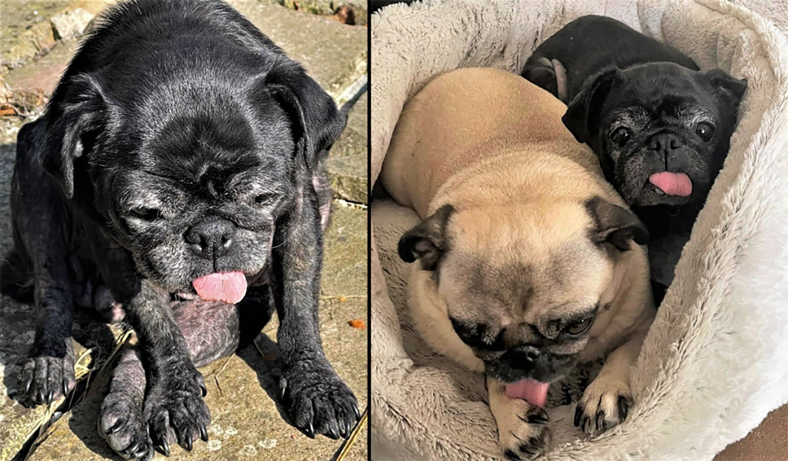 Tia, our wonderful blind pug
