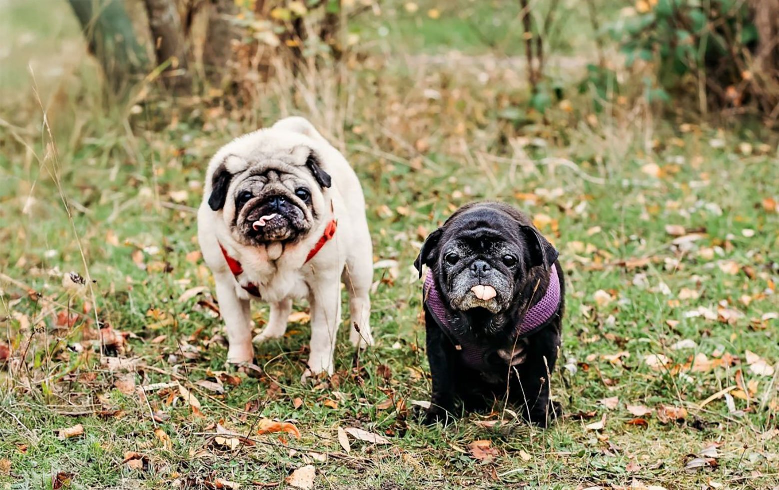 Tia, our wonderful blind pug