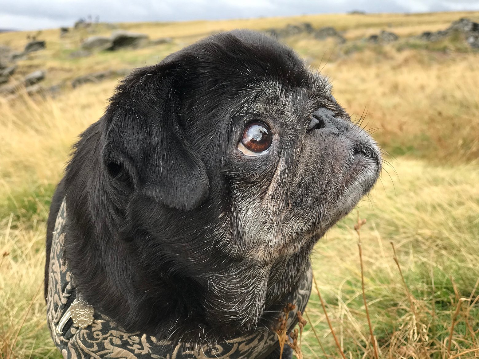 Violet – In Memoriam