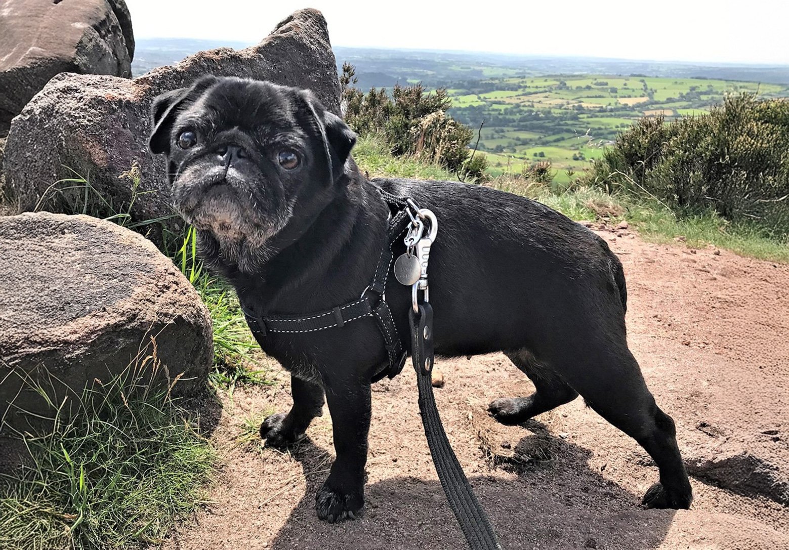 Violet – In Memoriam