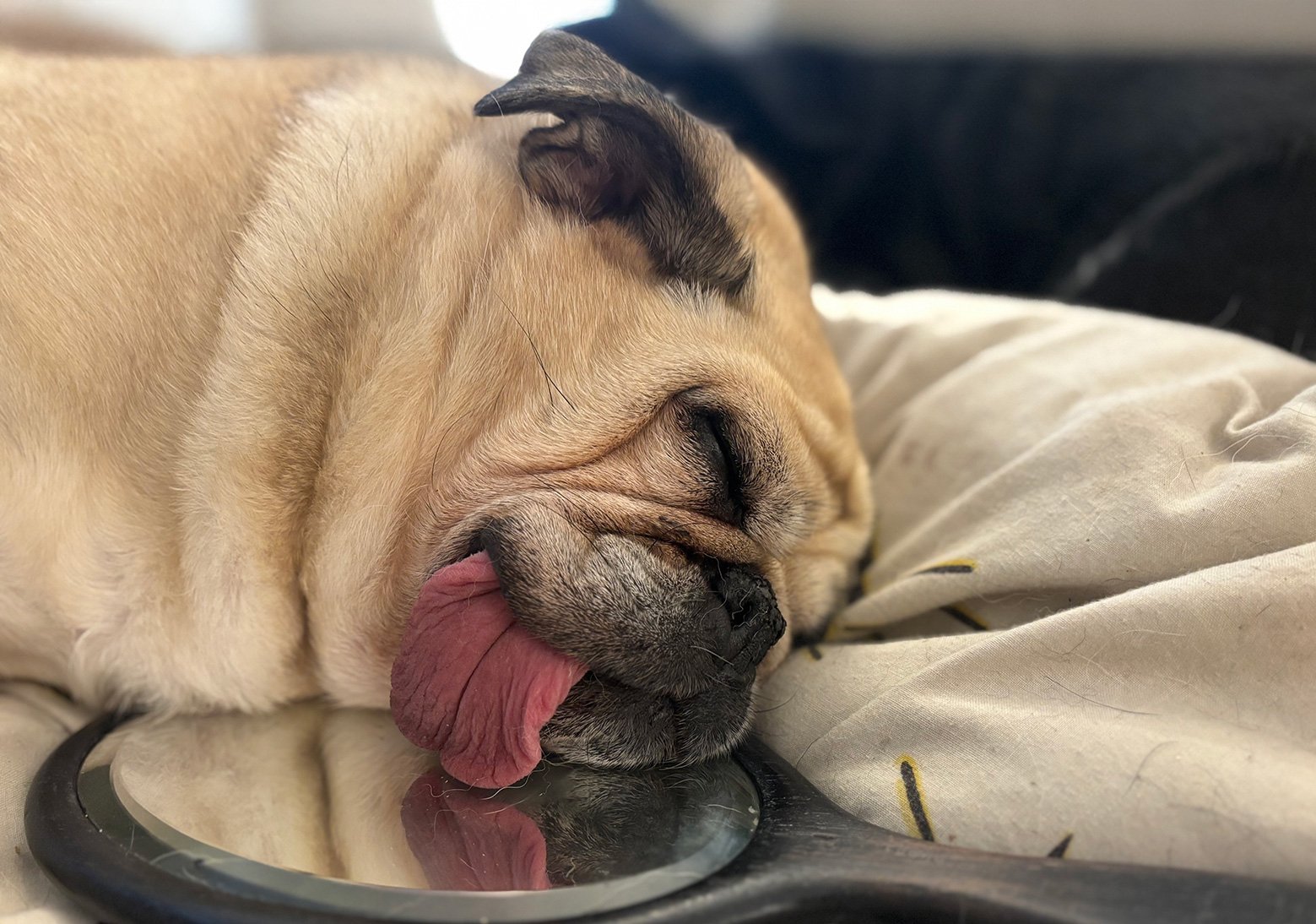 Vito passed out