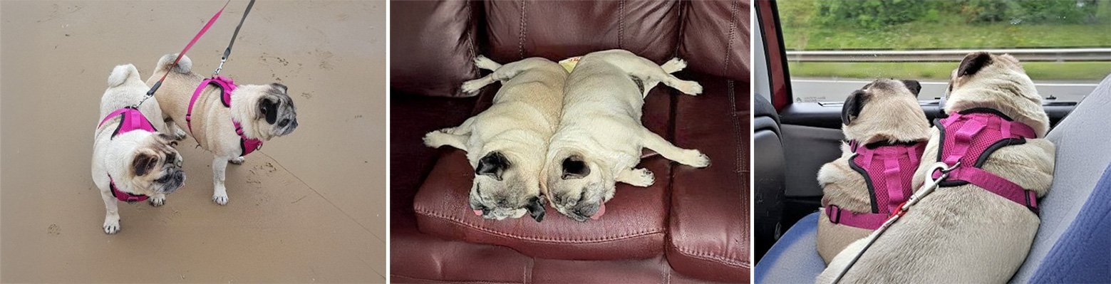 Walter and Millie’s Story