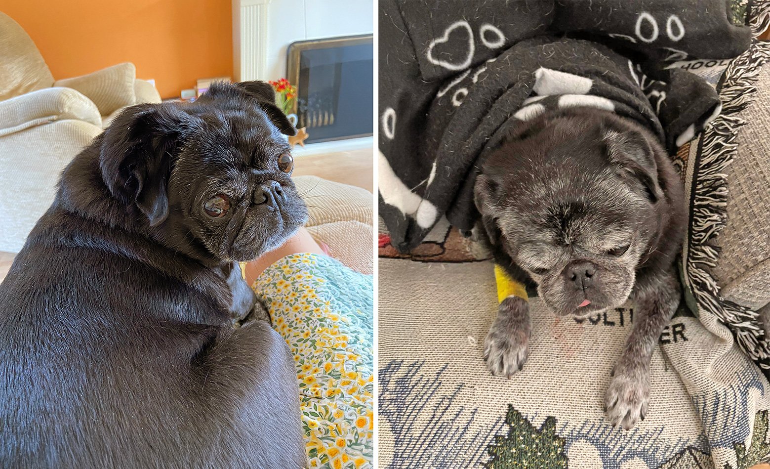 Bobby happy at home