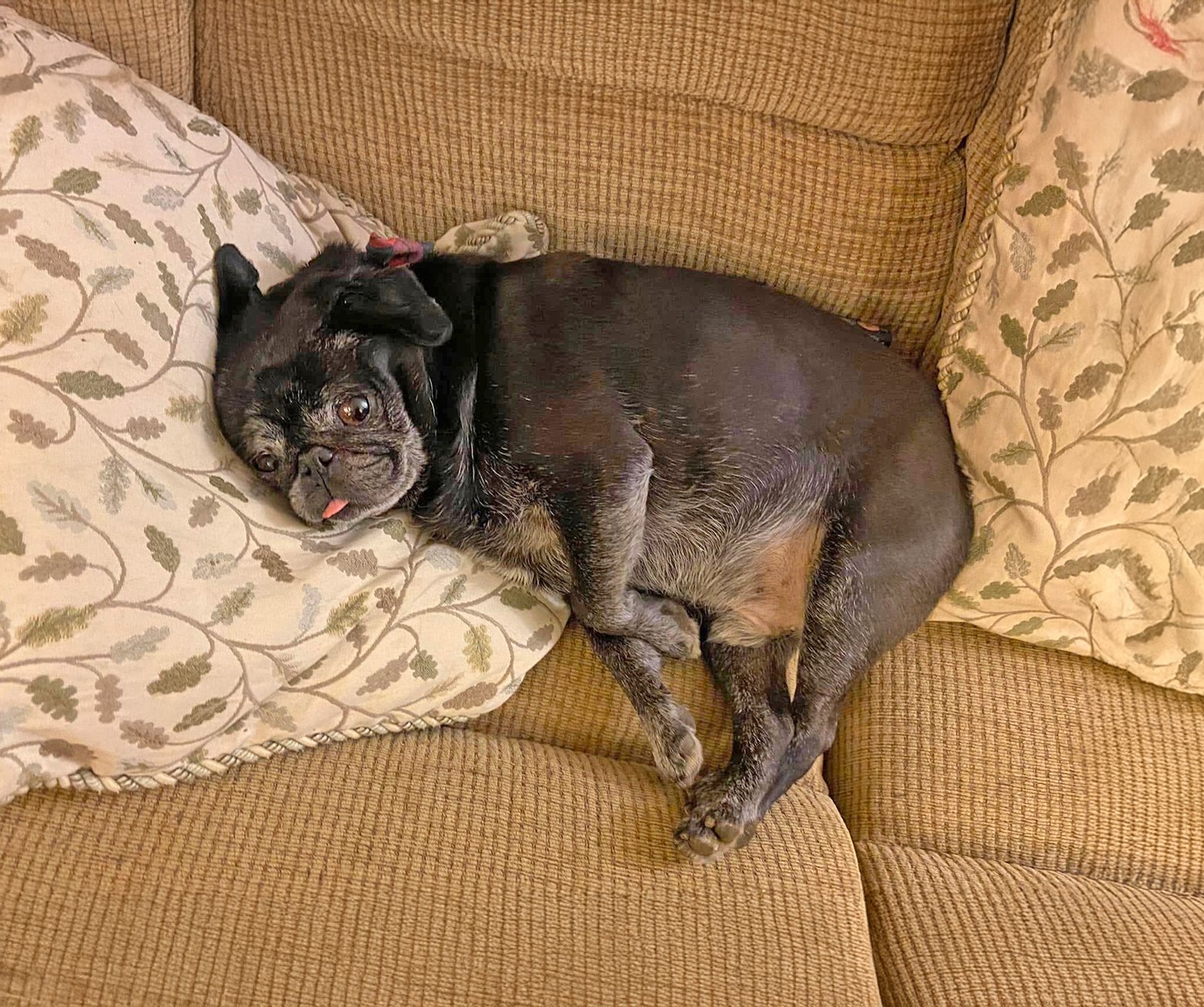 Bobby having a snooze