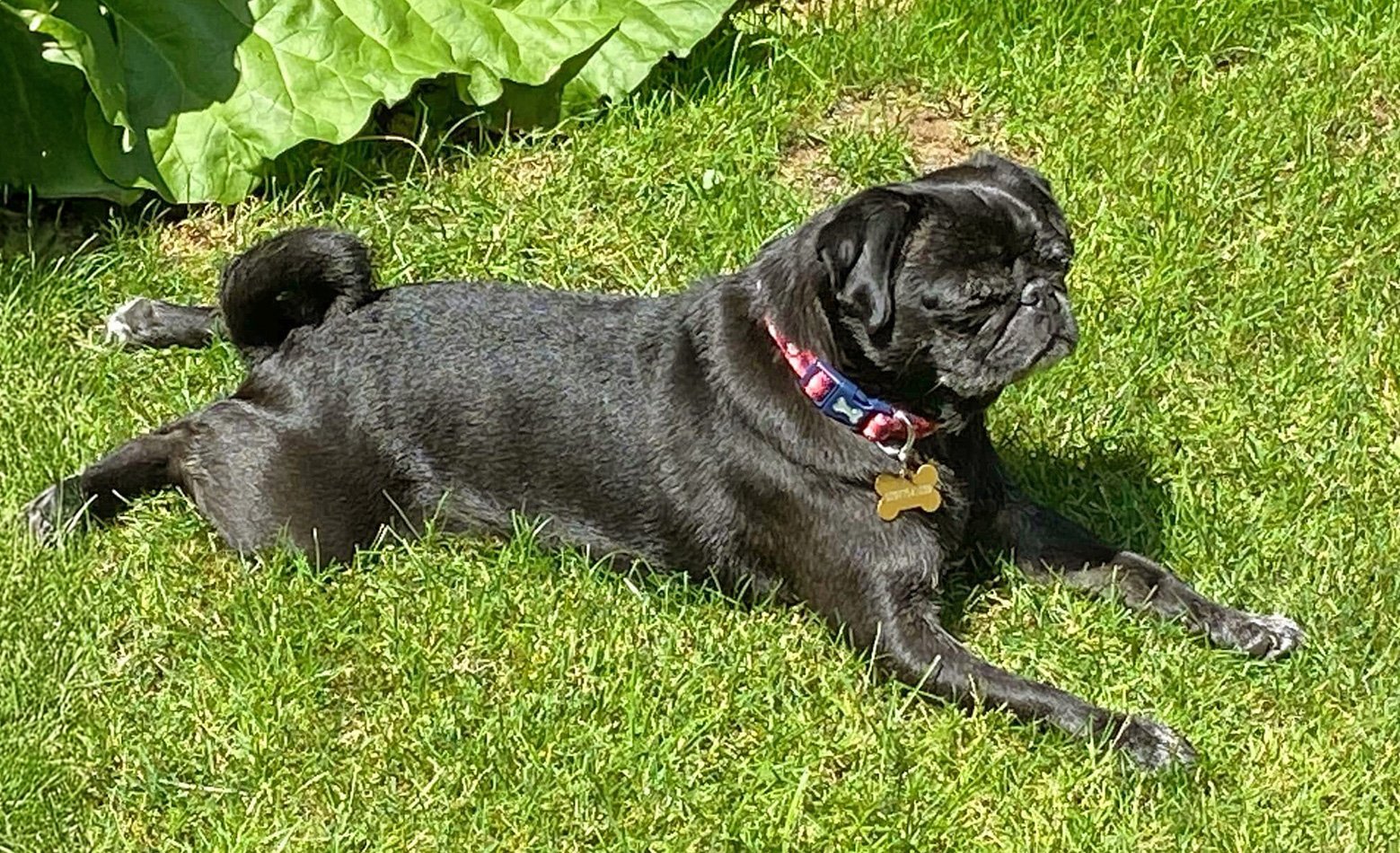 Bobby in the garden
