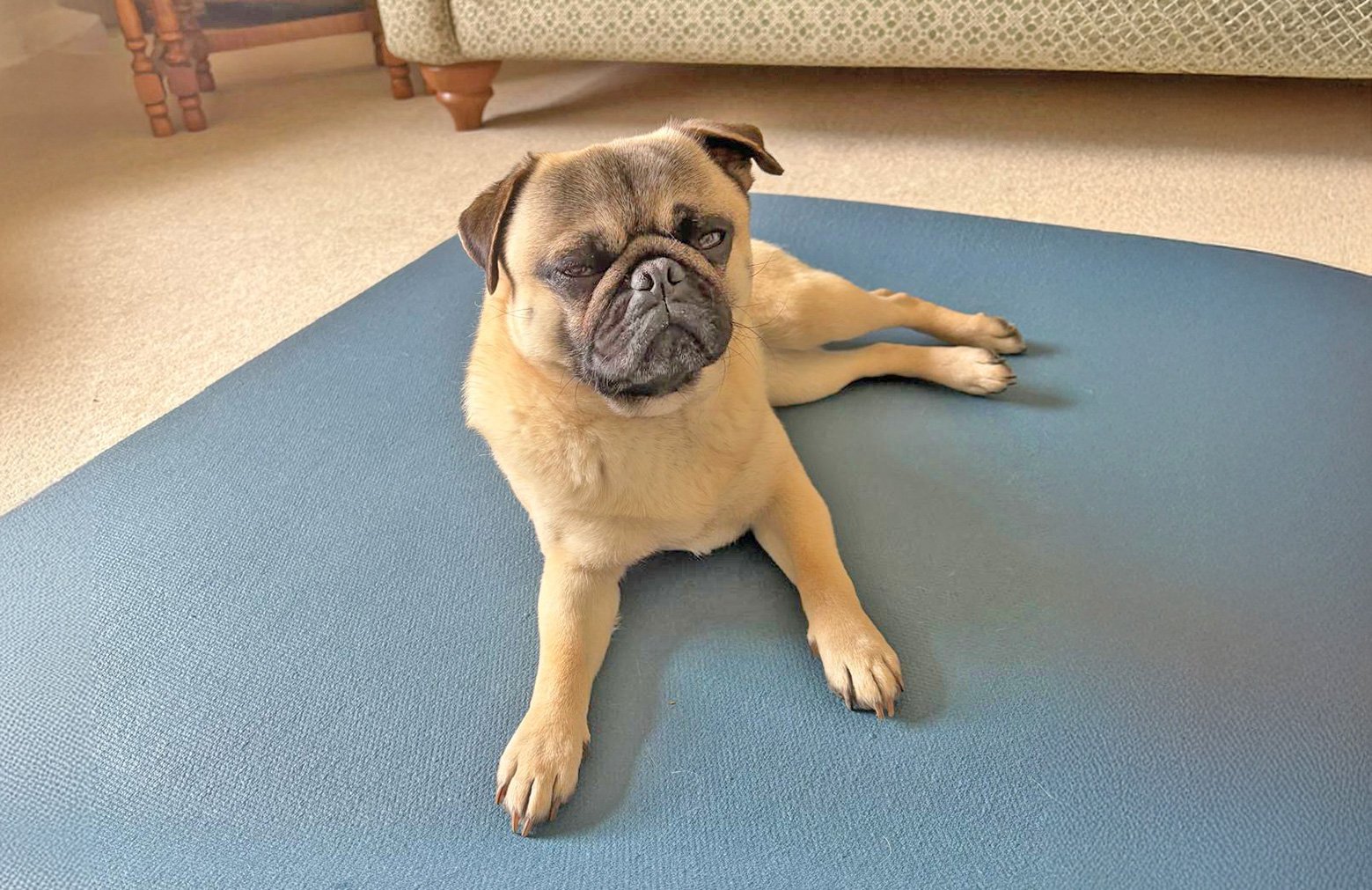 Enzo looks very relaxed