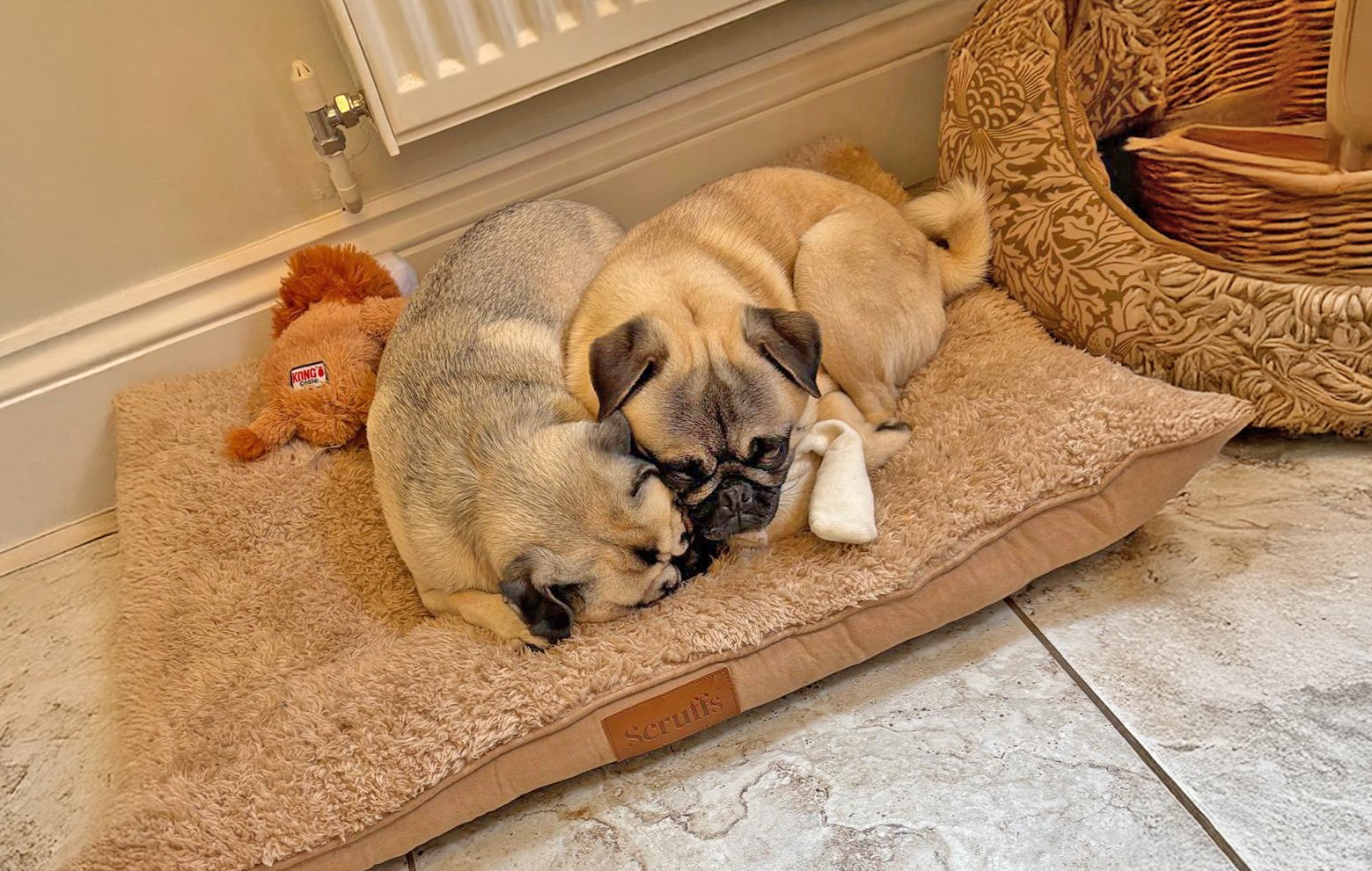 Enzo taking it easy