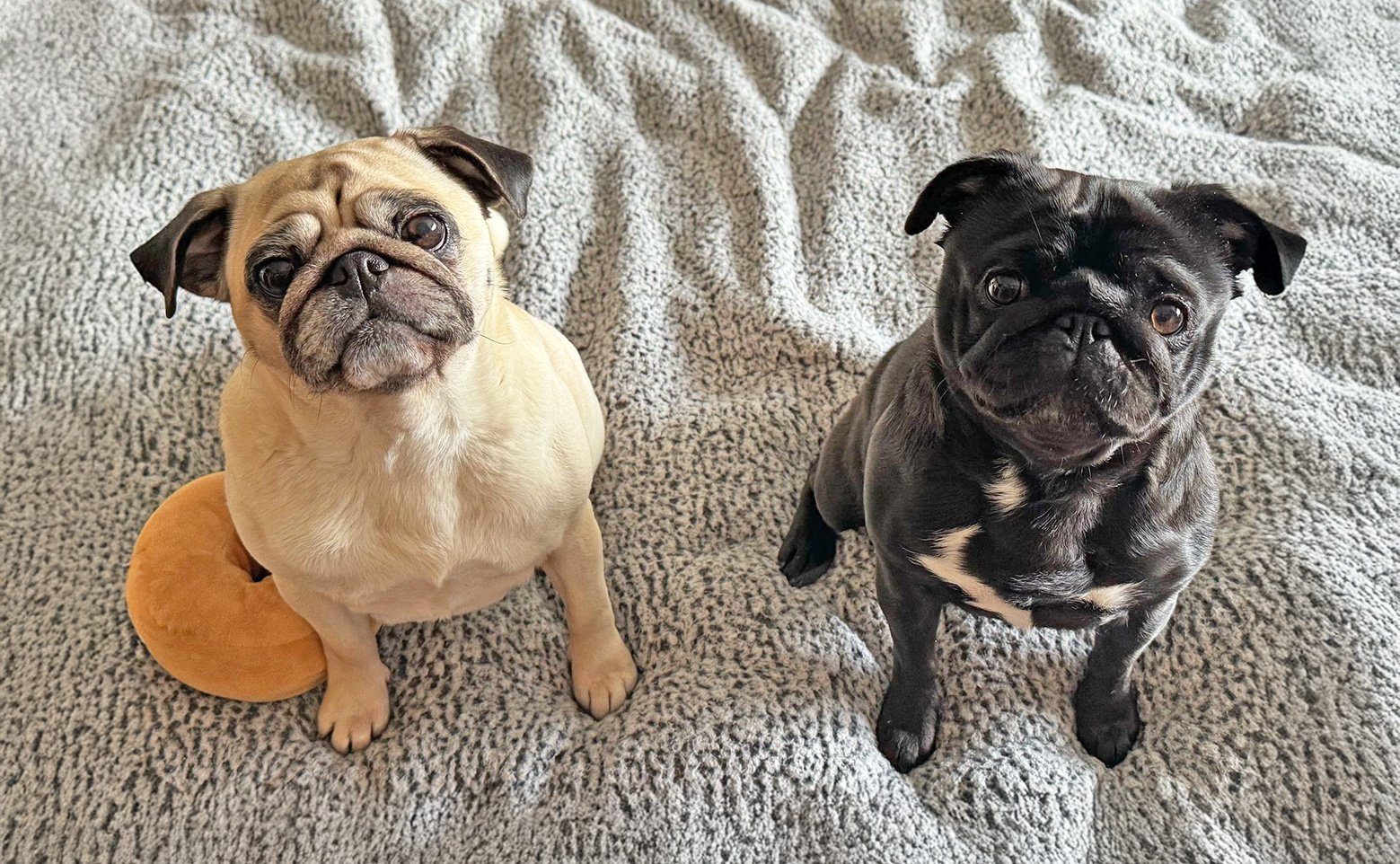 Frankie & Winnie happy at home