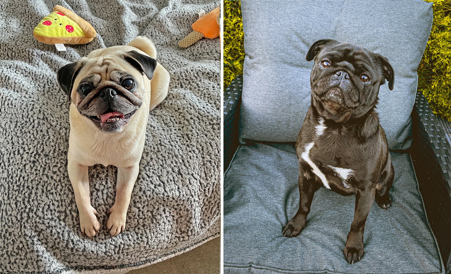 Frankie & Winnie happy at home