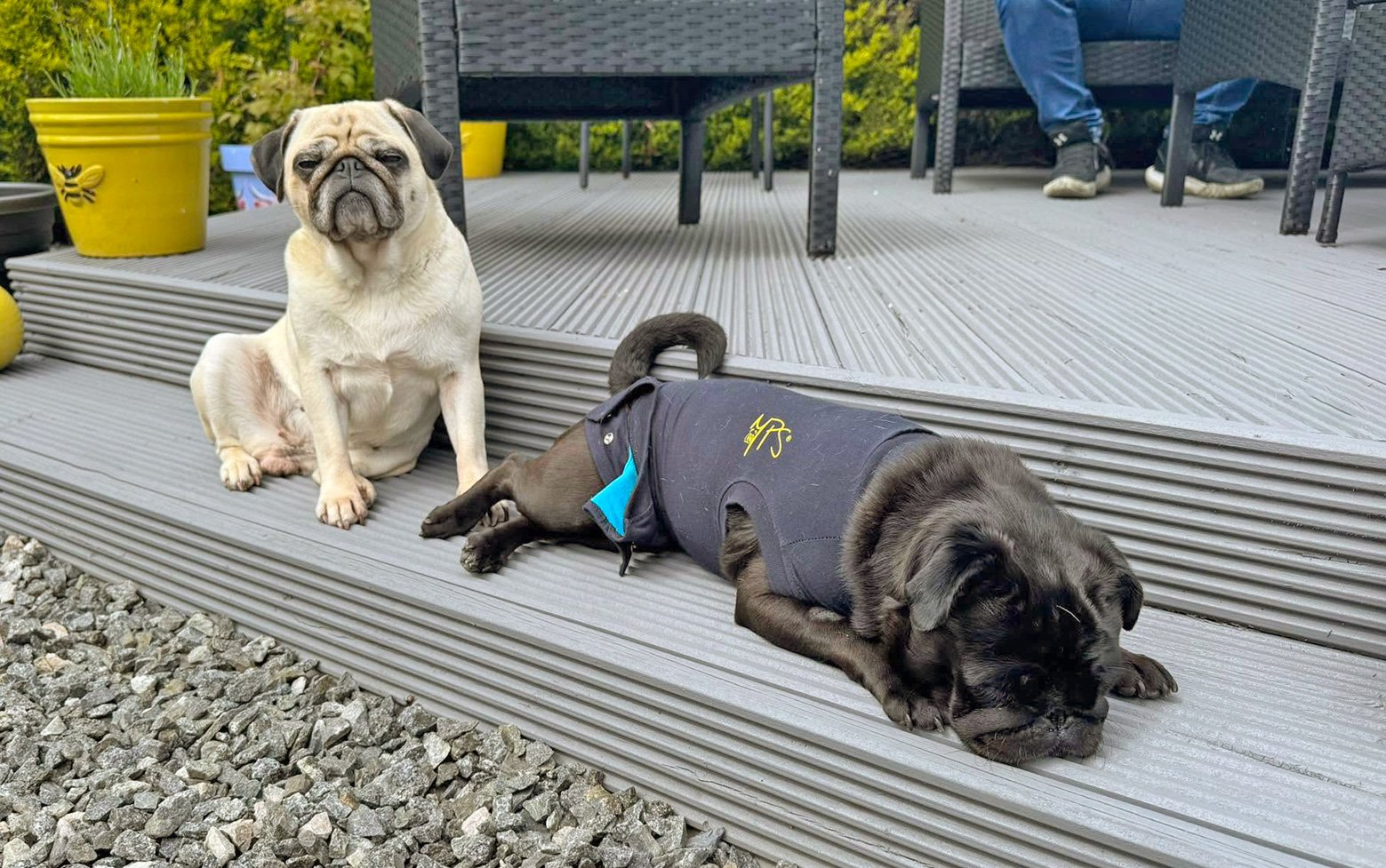 Frankie & Winnie in the garden