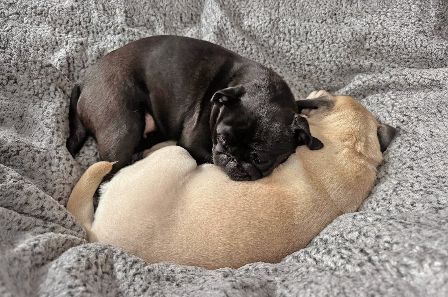 Frankie & Winnie enjoying a nap