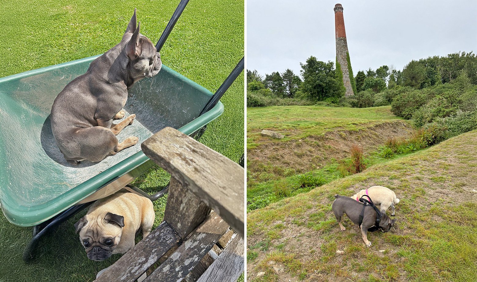 Misty and Tootsie enjoying the countryside