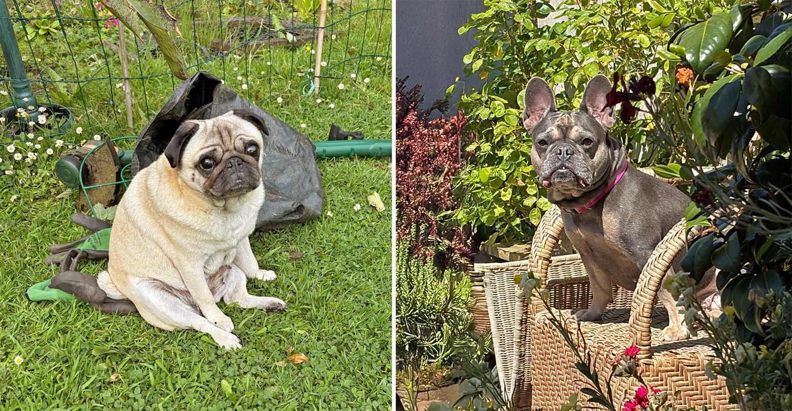Misty and Tootsie enjoying the countryside