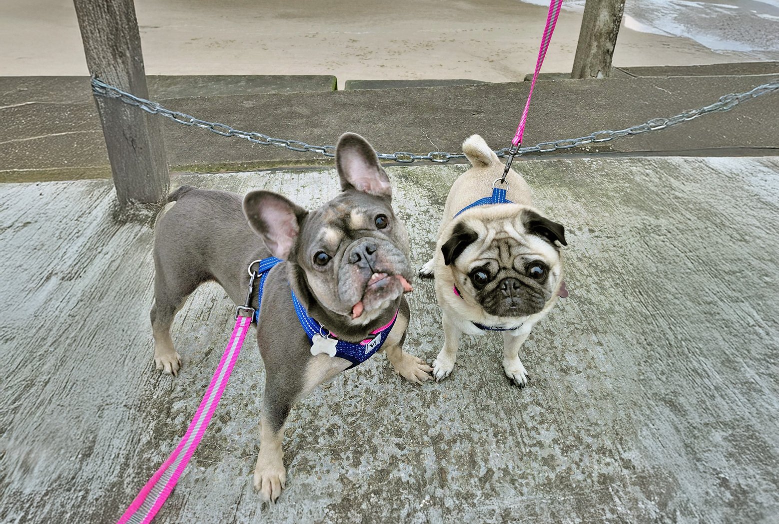 Misty and Tootsie happy in their new home