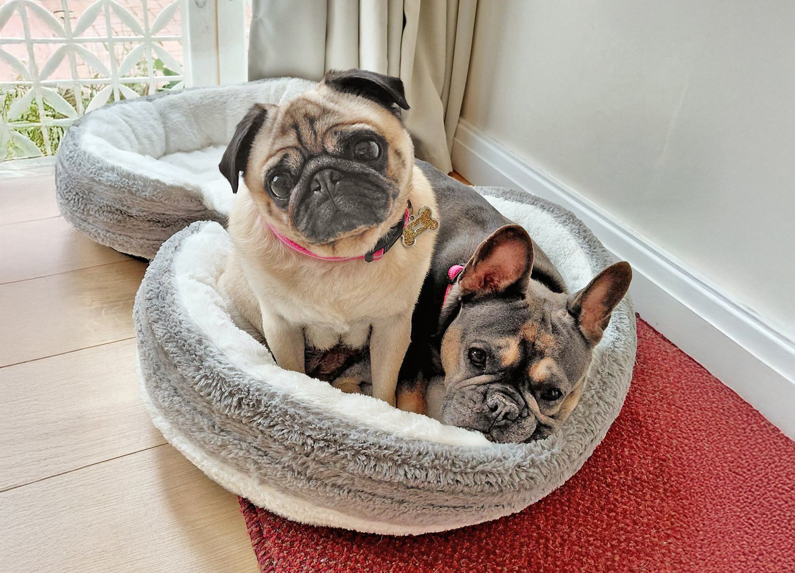 Misty and Tootsie happy in their new home