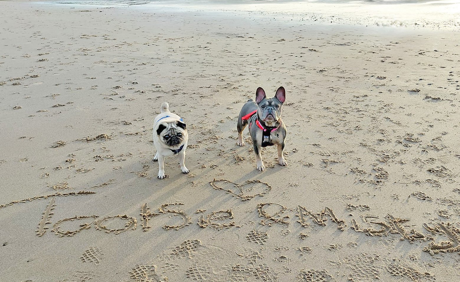 Misty and Tootsie on the beach