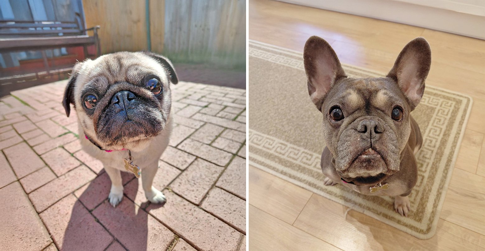 Misty and Tootsie happy in their new home