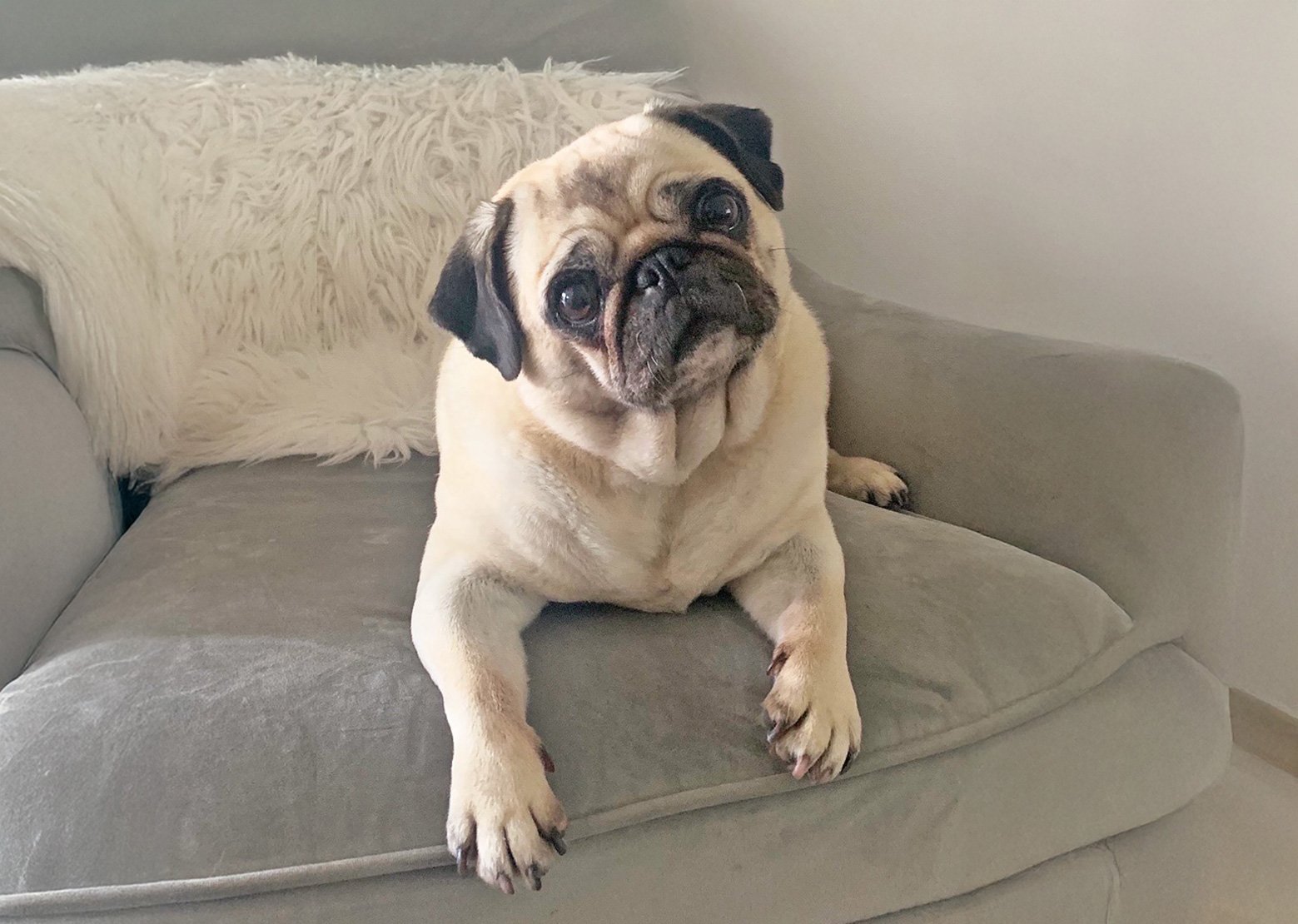 In Loving Memory of Milly