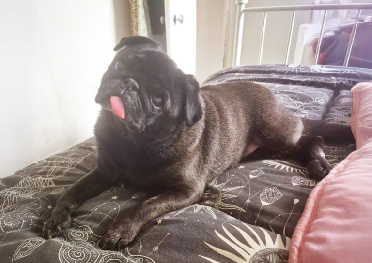 Pig chilling on the bed