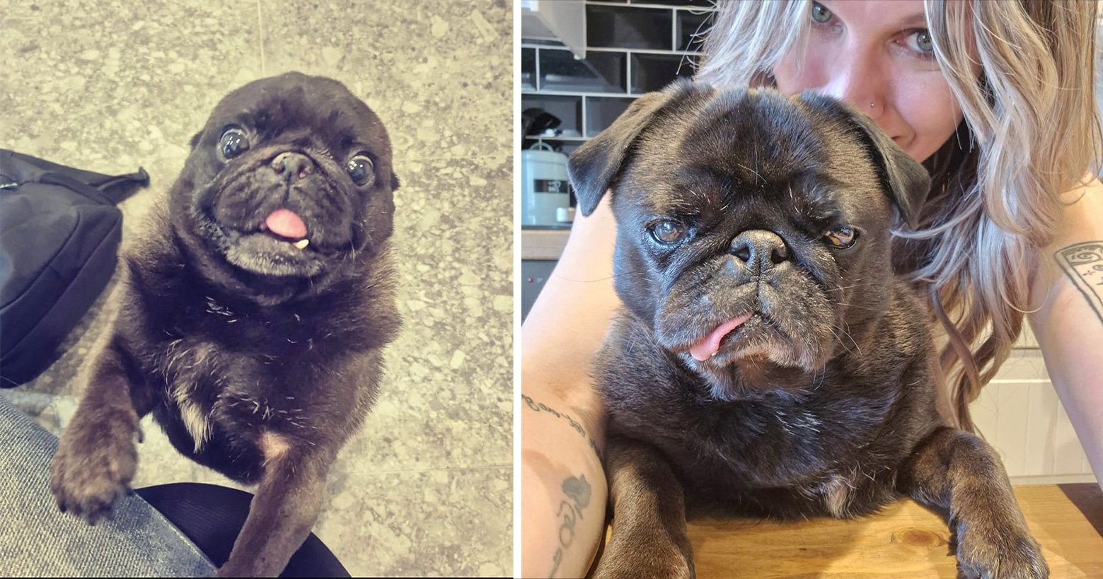 Pig and Sunny